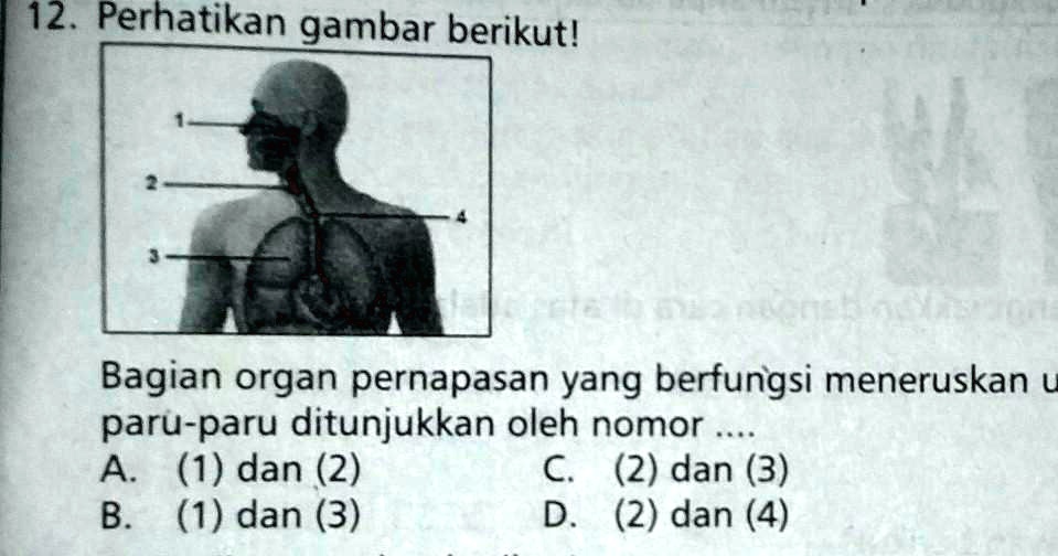 SOLVED: Bagian Organ Pernapasan Yang Berfungsi Meneruskan Udara Dari ...