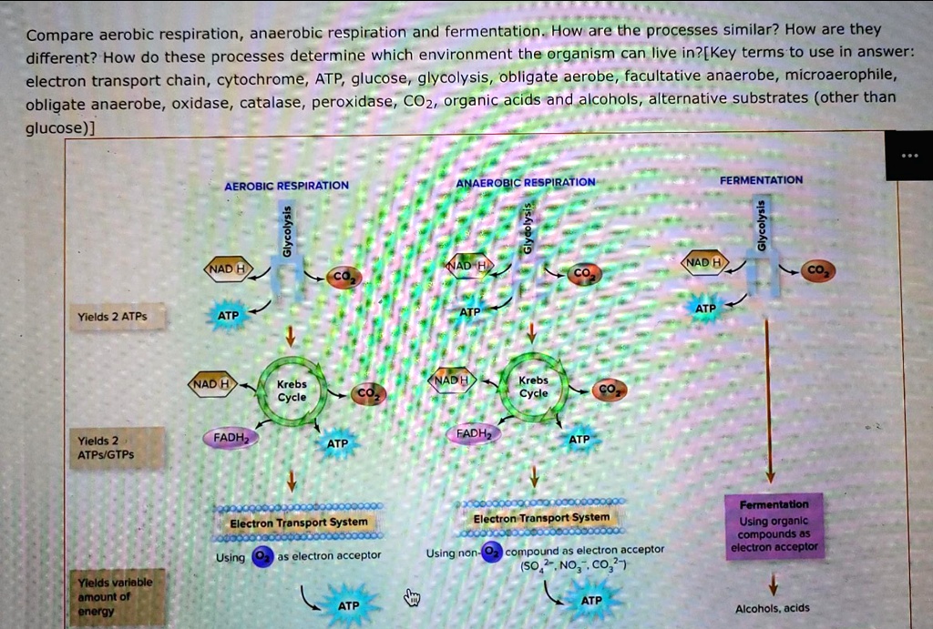 SOLVED Compare aerobic respiration, anaerobic respiration, and