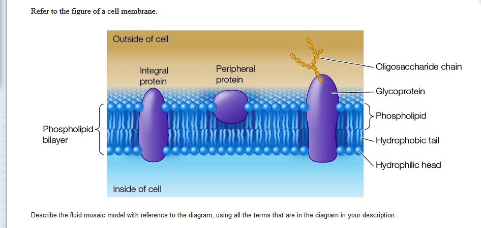 SOLVED: Refer to the figure of a cell membrane Outside of cell Integral ...