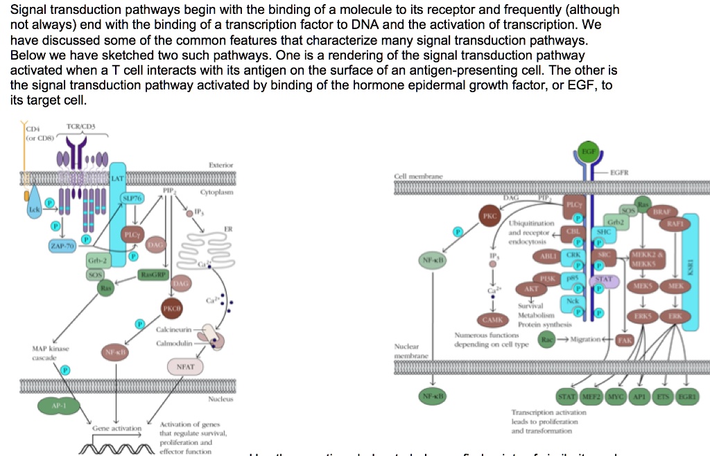 Signal transduction pathways begin with the binding of a molecule to its receptor and frequently (although not always) end with the binding of a transcription factor to DNA and the activation of transcription. We have discussed some of the common features that characterize many signal transduction pathways. Below we have sketched two such pathways. One is a rendering of the signal transduction pathway activated when a T cell interacts with its antigen on the surface of an antigen-presenting cell. The other is the signal transduction pathway activated by binding of the hormone epidermal growth factor, or EGF, to its target cell.