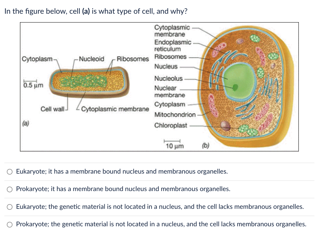 SOLVED In the figure below, cell (a) is what type of cell, and why