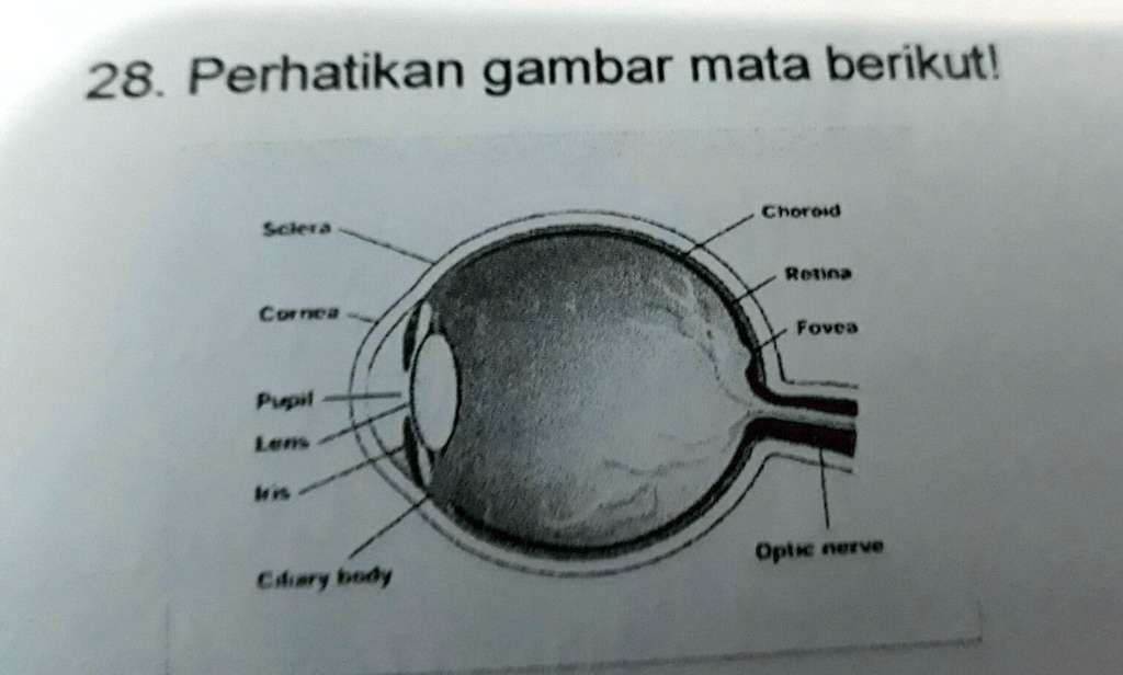 Solved Pada Gambar Di Atas Bagian Yang Berfungsi Sebagai Tempat Yang