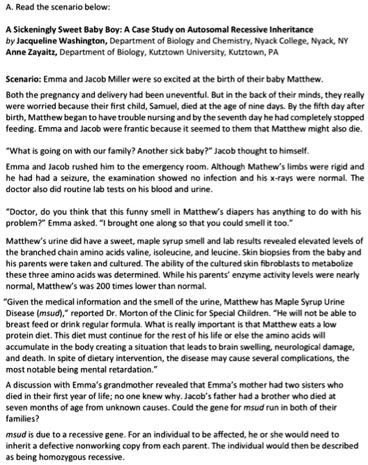 A. Read the scenario below:

A Sickeningly Sweet Baby Boy: A Case Study on Autosomal Recessive Inheritance
by Jacqueline Washington, Department of Biology and Chemistry, Nyack College, Nyack, NY
Anne Zayaitz, Department of Biology, Kutztown University, Kutztown, PA

Scenario: Emma and Jacob Miller were so excited at the birth of their baby Matthew.
Both the pregnancy and delivery had been uneventful. But in the back of their minds, they really were worried because their first child, Samuel, died at the age of nine days. By the fifth day after birth, Matthew began to have trouble nursing and by the seventh day he had completely stopped feeding. Emma and Jacob were frantic because it seemed to them that Matthew might also die.

"What is going on with our family? Another sick baby?" Jacob thought to himself.

Emma and Jacob rushed him to the emergency room. Although Mathew’s limbs were rigid and he had had a seizure, the examination showed no infection and his x-rays were normal. The doctor also did routine lab tests on his blood and urine.

"Doctor, do you think that this funny smell in Matthew’s diapers has anything to do with his problem?" Emma asked. "I brought one along so that you could smell it too."

Matthew’s urine did have a sweet, maple syrup smell and lab results revealed elevated levels of the branched chain amino acids valine, isoleucine, and leucine. Skin biopsies from the baby and his parents were taken and cultured. The ability of the cultured skin fibroblasts to metabolize these three amino acids was determined. While his parents’ enzyme activity levels were nearly normal, Matthew’s was 200 times lower than normal.

"Given the medical information and the smell of the urine, Matthew has Maple Syrup Urine Disease (msud)," reported Dr. Morton of the Clinic for Special Children. "He will not be able to breast feed or drink regular formula. What is really important is that Matthew eats a low protein diet. This diet must continue for the rest of his life or else the amino acids will accumulate in the body creating a situation that leads to brain swelling, neurological damage, and death. In spite of dietary intervention, the disease may cause several complications, the most notable being mental retardation."

A discussion with Emma’s grandmother revealed that Emma’s mother had two sisters who died in their first year of life; no one knew why. Jacob’s father had a brother who died at seven months of age from unknown causes. Could the gene for msud run in both of their families?

msud is due to a recessive gene. For an individual to be affected, he or she would need to inherit a defective nonworking copy from each parent. The individual would then be described as being homozygous recessive.