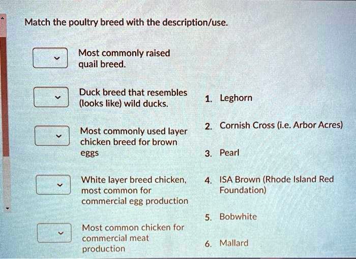 SOLVED: Match the poultry breed with the description/use. Most commonly
