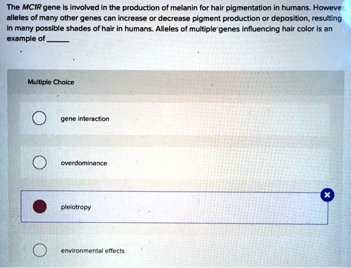 SOLVED: The MCIR gene is involved in the production of melanin for hair pigmentation in humans. Howeve alleles of many other genes can increase or decrease pigment production or deposition, resulting in SOLVED: The MCIR gene is involved in the production of melanin for hair pigmentation in humans. Howeve alleles of many other genes can increase or decrease pigment production or deposition, resulting in