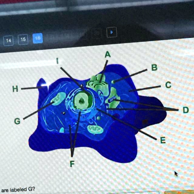 SOLVED: 'Consider this animal cell. Which organelles are labeled g are