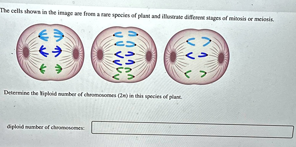 VIDEO solution: The cells shown in the image are from a rare species of ...