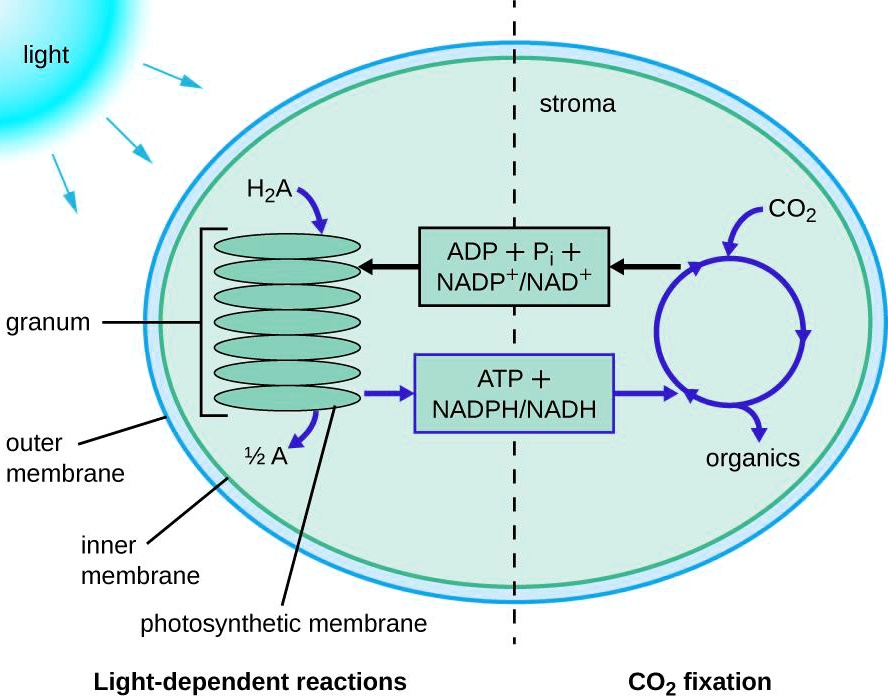 Light
stroma
H2A
CO2
ADP + Pi + NADP+/NAD+
granum
ATP + NADPH/NADH
outer membrane
1/2 A
organics
inner membrane
photosynthetic membrane
Light-dependent reactions
CO2 fixation