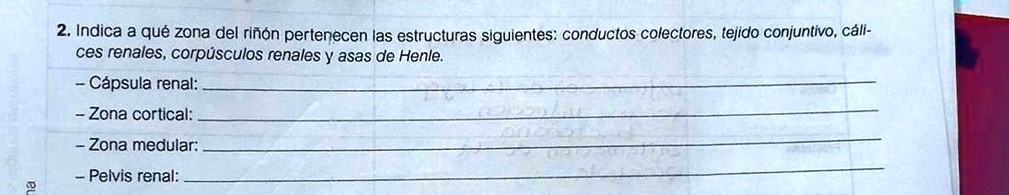 SOLVED: Ayudaaaaaa es para mañana 2. Indica a qué zona del riñón ...