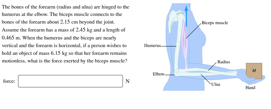 SOLVED: The Bones Of The Forearm (radius And Ulna) Are Hinged To The ...