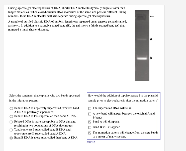 SOLVED During agarose gel electrophoresis DNA, shorter DNA molecules