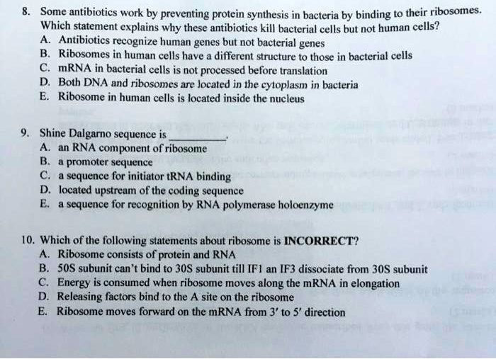 8. Some antibiotics work by preventing protein synthesis in bacteria by binding to their ribosomes.
Which statement explains why these antibiotics kill bacterial cells but not human cells?
A. Antibiotics recognize human genes but not bacterial genes
B. Ribosomes in human cells have a different structure to those in bacterial cells
C. mRNA in bacterial cells is not processed before translation
D. Both DNA and ribosomes are located in the cytoplasm in bacteria
E. Ribosome in human cells is located inside the nucleus
9. Shine Dalgarno sequence is
A. an RNA component of ribosome
B. a promoter sequence
C. a sequence for initiator tRNA binding
D. located upstream of the coding sequence
E. a sequence for recognition by RNA polymerase holoenzyme
10. Which of the following statements about ribosome is INCORRECT?
A. Ribosome consists of protein and RNA
B. 50S subunit can't bind to 30S subunit till IF1 an IF3 dissociate from 30S subunit
C. Energy is consumed when ribosome moves along the mRNA in elongation
D. Releasing factors bind to the A site on the ribosome
E. Ribosome moves forward on the mRNA from 3' to 5' direction