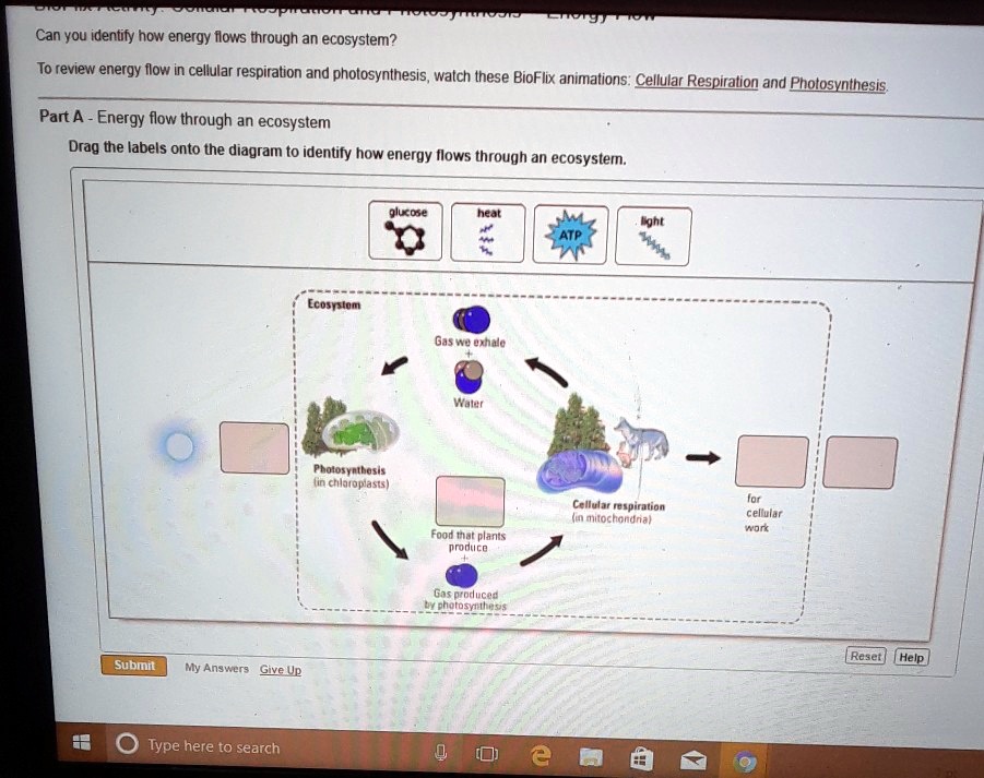 SOLVED: Can you identify how energy flows through an ecosystem? To ...