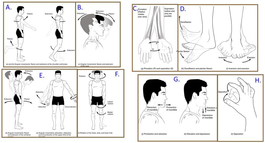 a) The abduction, adduction, flexion, extension, pronation and