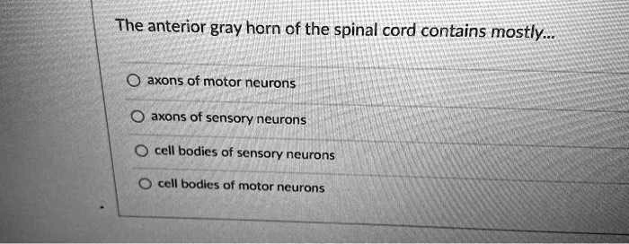 SOLVED: The anterior gray horn of the spinal cord contains mostly ...