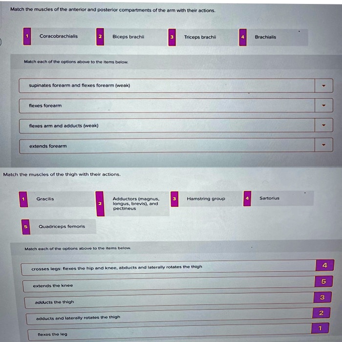 SOLVED Text Match the muscles of the anterior and posterior