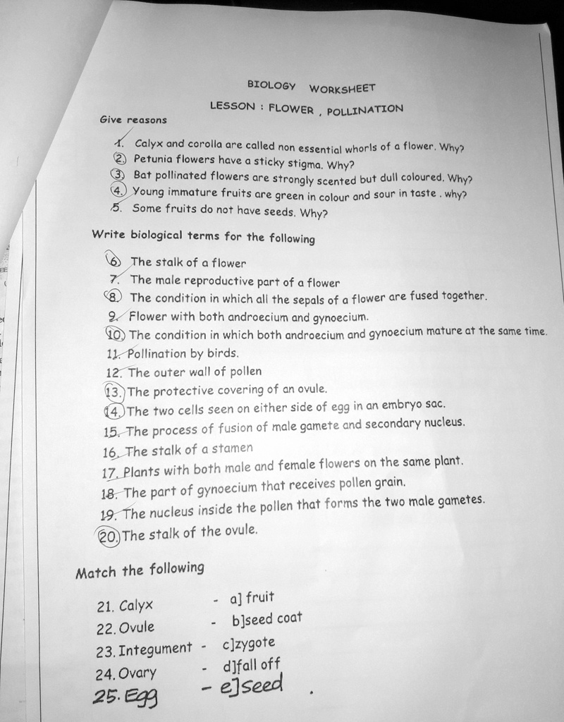 Give reasons
BIOLOGY WORKSHEET
LESSON: FLOWER, POLLINATION
1. Calyx and corolla are called non essential whorls of a flower. Why?
2 Petunia flowers have a sticky stigma. Why?
3. Bat pollinated flowers are strongly scented but dull coloured. Why?
4. Young immature fruits are green in colour and sour in taste. why?
5. Some fruits do not have seeds. Why?
Write biological terms for the following
6. The stalk of a flower
7. The male reproductive part of a flower
8. The condition in which all the sepals of a flower are fused together.
9. Flower with both androecium and gynoecium.
10. The condition in which both androecium and gynoecium mature at the same time.
11. Pollination by birds.
12. The outer wall of pollen
13. The protective covering of an ovule.
14. The two cells seen on either side of egg in an embryo sac.
15. The process of fusion of male gamete and secondary nucleus.
16. The stalk of a stamen
17. Plants with both male and female flowers on the same plant.
18. The part of gynoecium that receives pollen grain.
19. The nucleus inside the pollen that forms the two male gametes.
20. The stalk of the ovule.
Match the following
21. Calyx  - a] fruit
22. Ovule  - b]seed coat
23. Integument - c]zygote
24. Ovary  - d]fall off
25. Egg  - e]seed