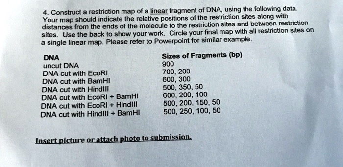 SOLVED Construct A Restriction Map Of A Linear Fragment Of DNA Using   14891e0301ad4f639a6197a7ba0ccbc1 