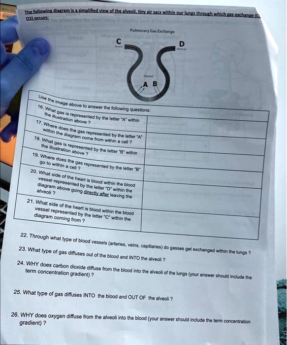 SOLVED Texts 02) occurs Pulmonary Gas Exchange How does gas exchange