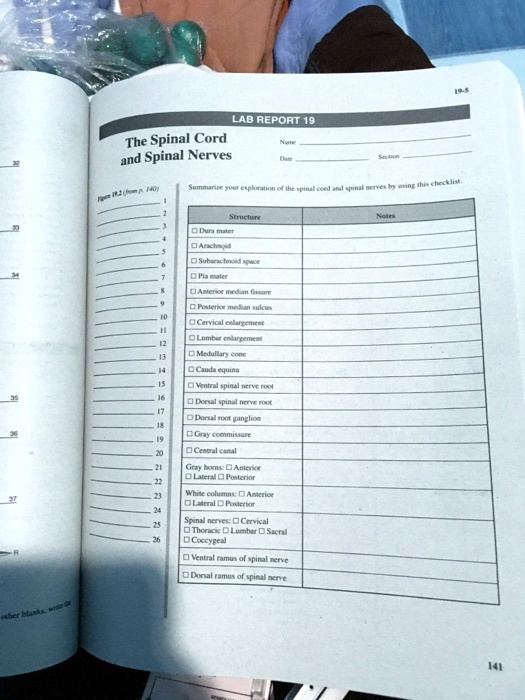 Solved Lab Report The Spinal Cord And Spinal Nerves Dura Arachnoid