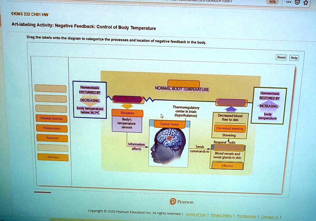 9096 kins 232 choi hw art labeling activity negative feedback control