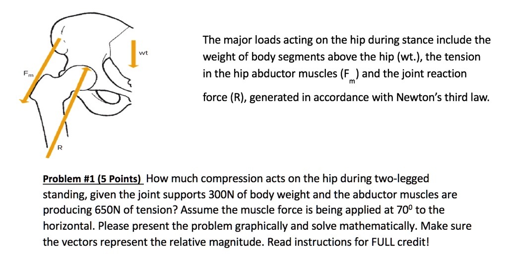 SOLVED The major loads acting on the hip during stance include the