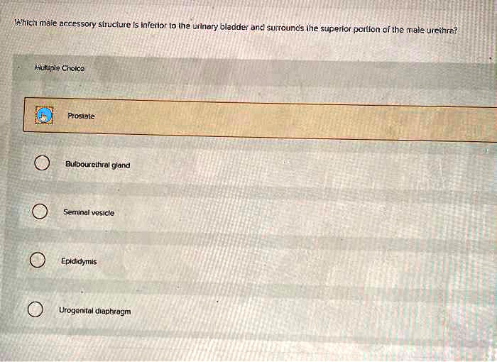SOLVED Which male accessory structure is inferior to the urinary