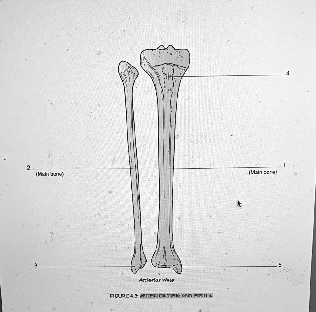 main bone main bone anterior view figure 48 anterior tibia and fibula 42932