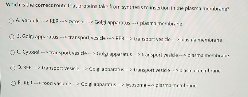 Which is the correct route that proteins take from synthesis to insertion in the plasma membrane?

A. Vacuole —> RER —> cytosol —> Golgi apparatus —> plasma membrane
B. Golgi apparatus —> transport vesicle —> RER —> transport vesicle —> plasma membrane
C. Cytosol —> transport vesicle —> Golgi apparatus —> transport vesicle —> plasma membrane
D. RER —> transport vesicle —> Golgi apparatus —> transport vesicle —> plasma membrane
E. RER —> food vacuole —> Golgi apparatus —> lysosome —> plasma membrane