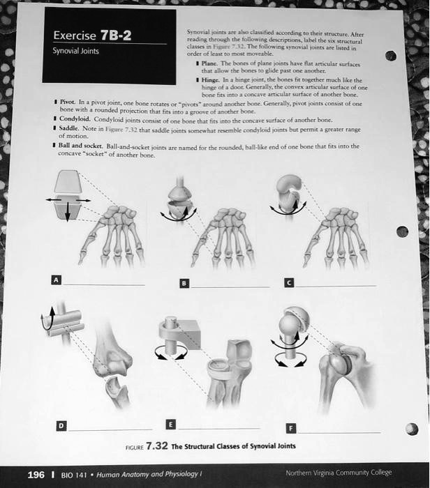 Exercise 7B-2
Synovial Joints
Synovial joints are also classified according to their structure. After
reading through the following descriptions, label the six structural
classes in Figure 7.32. The following synovial joints are listed in
order of least to most moveable.
Plane. The bones of plane joints have flat articular surfaces
that allow the bones to glide past one another.
Hinge. In a hinge joint, the bones fit together much like the
hinge of a door. Generally, the convex articular surface of one
bone fits into a concave articular surface of another bone.
Pivot. In a pivot joint, one bone rotates or "pivots" around another bone. Generally, pivot joints consist of one
bone with a rounded projection that fits into a groove of another bone.
Condyloid. Condyloid joints consist of one bone that fits into the concave surface of another bone.
Saddle. Note in Figure 7.32 that saddle joints somewhat resemble condyloid joints but permit a greater range
of motion.
Ball and socket. Ball-and-socket joints are named for the rounded, ball-like end of one bone that fits into the
concave "socket" of another bone.
A
B
C
D
E
F
FIGURE 7.32 The Structural Classes of Synovial Joints