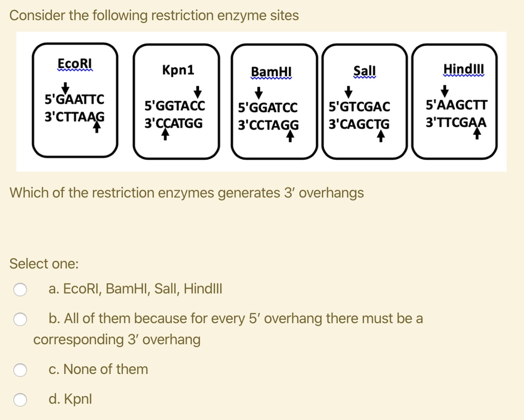 Consider the following restriction enzyme sites
EcoRI
5'GAATTC
3'CTTAAG
Kpn1
5'GGTACC
3'CCATGG
BamHI
5'GGATCC
3'CCTAGG
SalI
5'GTCGAC
3'CAGCTG
HindIII
5'AAGCTT
3'TTCGAA
Which of the restriction enzymes generates 3' overhangs
Select one:
a. EcoRI, BamHI, Sall, HindIII
b. All of them because for every 5' overhang there must be a corresponding 3' overhang
c. None of them
d. Kpnl