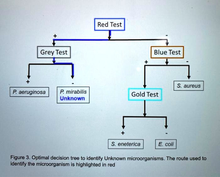 SOLVED: Red Test Grey Test Blue Test aureus P aeruginosa P mirabilis ...
