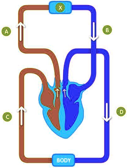 Solved The Diagram Shows A Simplified Version Of How The Blood Moves Around The Body Of An Solved The Diagram Shows A Simplified Version Of How The Blood Moves Around The Body Of An