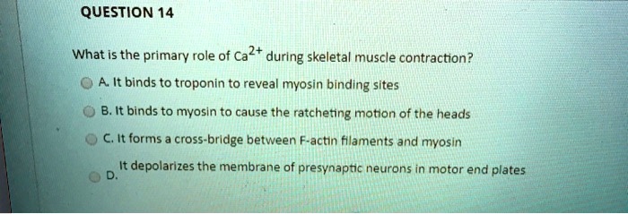 QUESTION 14
What is the primary role of Ca2+ during skeletal muscle contraction?
A. It binds to troponin to reveal myosin binding sites
B. It binds to myosin to cause the ratcheting motion of the heads
C. It forms a cross-bridge between F-actin filaments and myosin
D. It depolarizes the membrane of presynaptic neurons in motor end plates