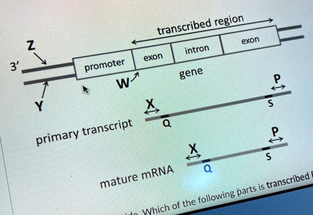 Transcribed 3' Z promoter Y W exon transcribed region intron gene exon X ? primary ...