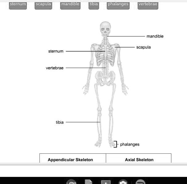 SOLVED 'Sort the bones based on whether they belong to the