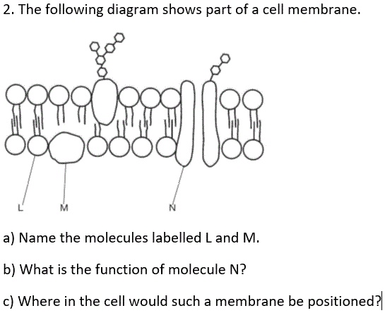 SOLVED: 2. The following diagram shows part of a cell membrane: a) Name ...