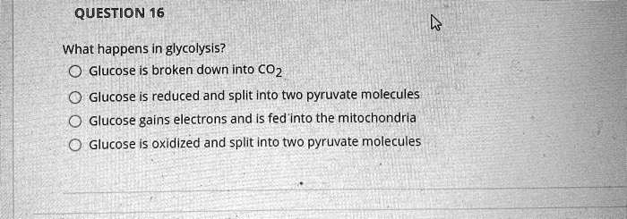 What happens in glycolysis?
Glucose is broken down into CO2
Glucose is reduced and split into two pyruvate molecules
Glucose gains electrons and is fed into the mitochondria
Glucose is oxidized and split into two pyruvate molecules