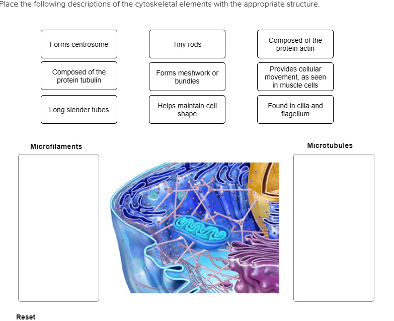 SOLVED Place the following descriptions of the cytoskeletal elements