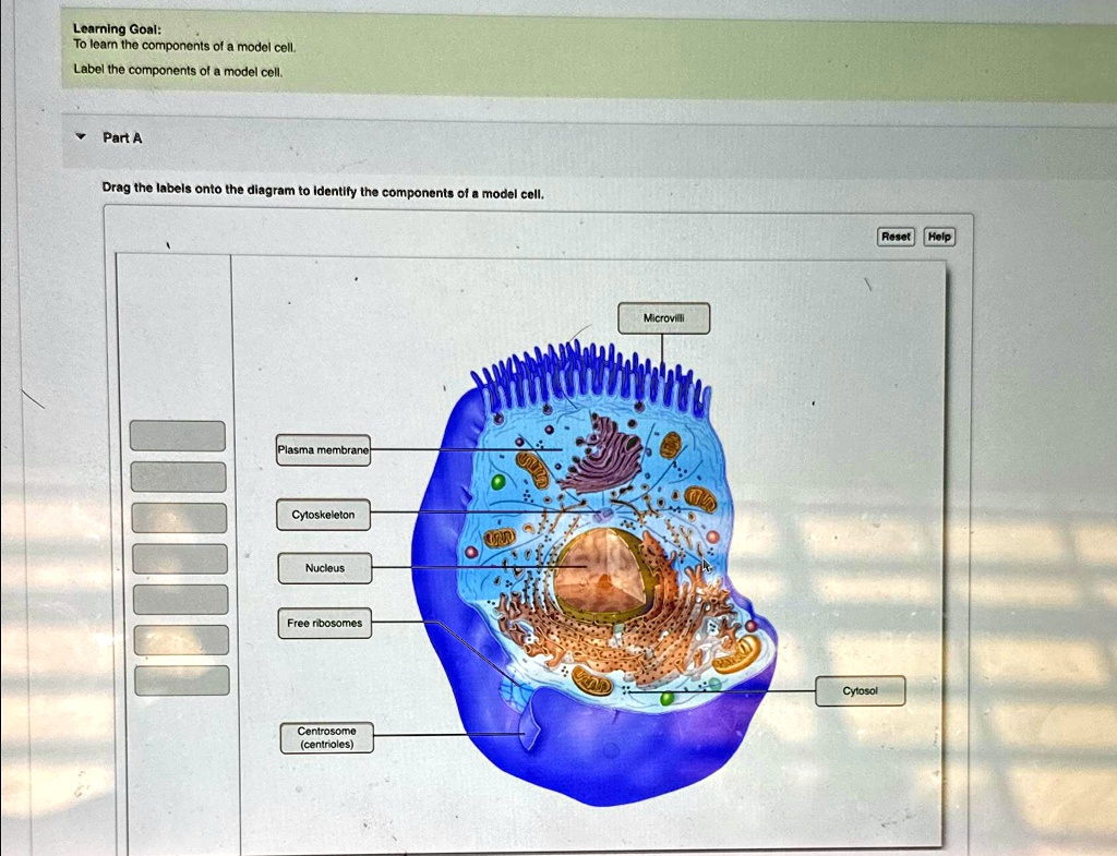 SOLVED: Learning Goal: To learn the components of a model cell. Label ...