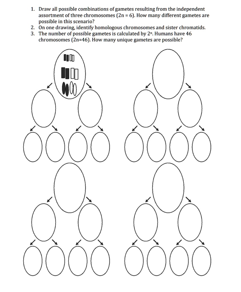 SOLVED Draw all possible combinations of gametes resulting from the