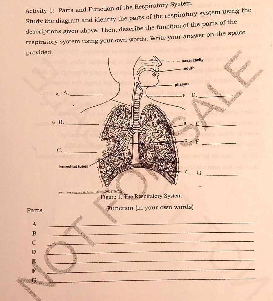 SOLVED: Parts and Function of the Respiratory System Activity I: Parts ...