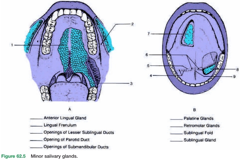 SOLVED: Anterior Lingual Gland Lingual Frenulum Openings of Lesser ...