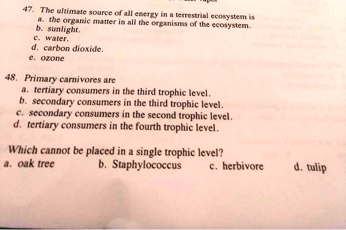 Energy Flow Through Trophic Levels: From Producers to Apex Predators