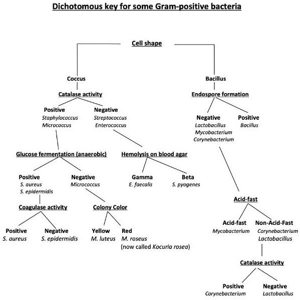 dichotomous kex for some gram positive bacteria cell shape coccus ...