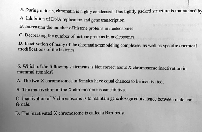 5. During mitosis, chromatin is highly condensed. This tightly packed structure is maintained by
A. Inhibition of DNA replication and gene transcription
B. Increasing the number of histone proteins in nucleosomes
C. Decreasing the number of histone proteins in nucleosomes
D. Inactivation of many of the chromatin-remodeling complexes, as well as specific chemical
modifications of the histones

6. Which of the following statements is Not correct about X chromosome inactivation in mammal females?
A. The two X chromosomes in females have equal chances to be inactivated.
B. The inactivation of the X chromosome is constitutive.
C. Inactivation of X chromosome is to maintain gene dosage equivalence between male and
female.
D. The inactivated X chromosome is called a Barr body.