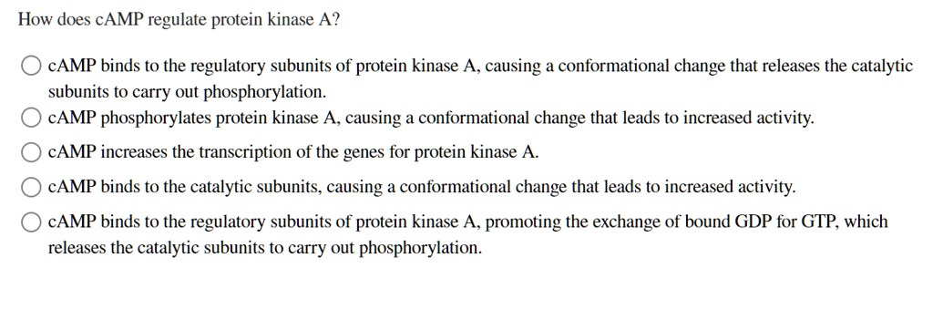 How does cAMP regulate protein kinase A?

cAMP binds to the regulatory subunits of protein kinase A, causing a conformational change that releases the catalytic subunits to carry out phosphorylation.
cAMP phosphorylates protein kinase A, causing a conformational change that leads to increased activity.
cAMP increases the transcription of the genes for protein kinase A.
cAMP binds to the catalytic subunits, causing a conformational change that leads to increased activity.
cAMP binds to the regulatory subunits of protein kinase A, promoting the exchange of bound GDP for GTP, which releases the catalytic subunits to carry out phosphorylation.