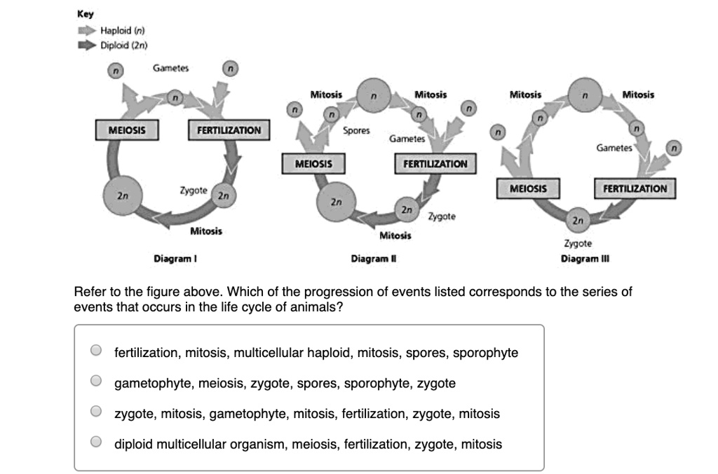 SOLVED: Key Hoplcid In) Diplod (Zn) Gamee Mitosis Mitosis Mitosis Mitosis  MEIOSIS FERTILIZATION Spores Gametes Gametes MEIOSIS FERTILIZATION 7yp0*e  MeiosIS FERTILIZATION Zygote Mitosis Mitosi: Zygote Diagram Diagram [  Diagram I Refer to