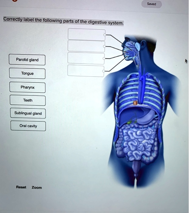 SOLVED Saved Correctly label the following parts of the digestive