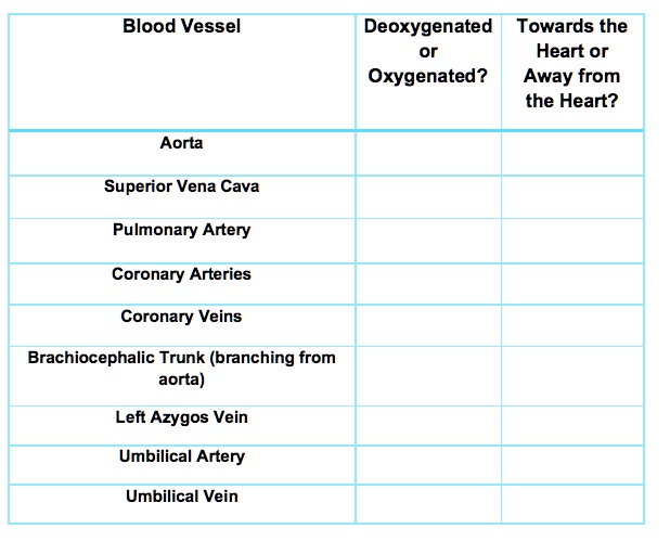 Blood Vessel
Deoxygenated or Oxygenated?
Towards the Heart or Away from the Heart?
Aorta
Superior Vena Cava
Pulmonary Artery
Coronary Arteries
Coronary Veins
Brachiocephalic Trunk (branching from aorta)
Left Azygos Vein
Umbilical Artery
Umbilical Vein